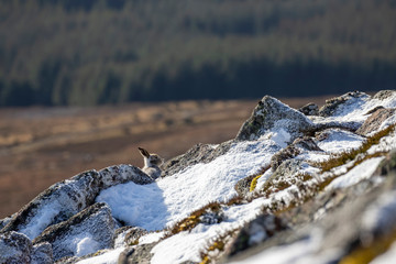 Mountain hare, Lepus timidus, in a wide view showing background displaying half winter moult on snow and rock during a sunny November/winter day in Scotland.