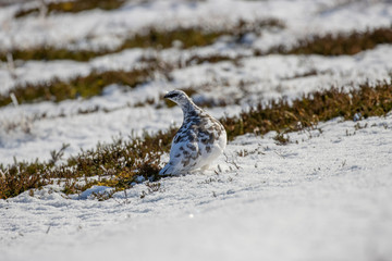 Ptarmigan, Lagopus muta, in half winter moult during a sunny day in November/winter amongst snow and heather in Scotland.