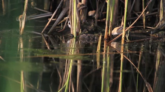 cute little birds jumping on the bank of a stream