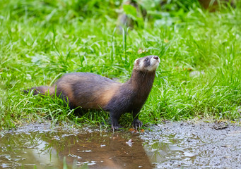 Fototapeta premium Cute polecat waiting for the feeding