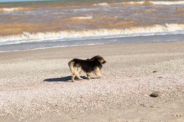 dog on beach