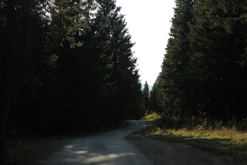 road in forest