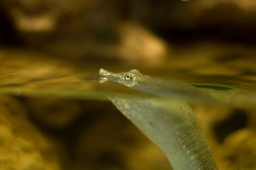 snake