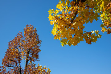 京都ぶらり、船岡山の紅葉