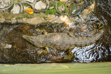young crocodile keeping in shallow water