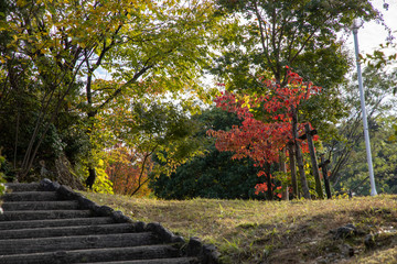 Fototapeta na wymiar 京都ぶらり、船岡山の紅葉