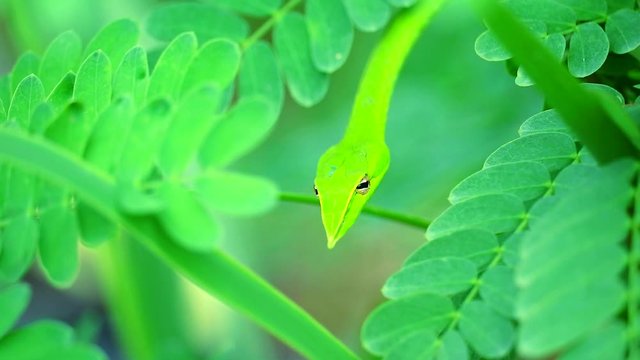 Close up to Oriental whipsnake hide in the leaves in the garden for insects and small animals to eat