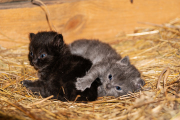 newborn kittens are lying in a nest in the attic