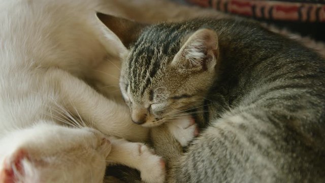 Stunning shot of two cute kittens snuggling together in sleep