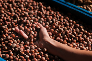 Farmer hands holding hazelnuts with shell on background