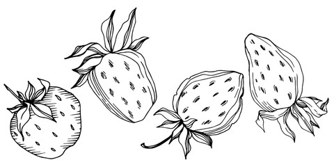 Vector strawberry fresh berry healthy food. Black and white engraved ink art. Isolated strawberry illustration element.