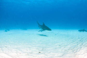 Fototapeta premium Bull shark at the Bahamas