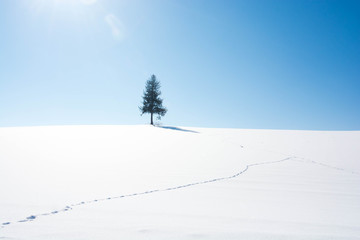 雪の丘の上に立つマツの木