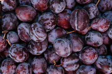 ripe plums. Background. Natural Organic Fruits