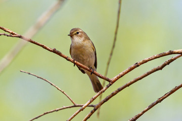 Fototapeta premium wood warbler sits on a branch