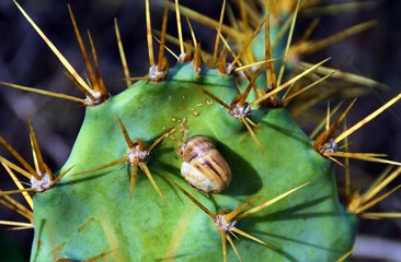 a snail on a cactus leaf