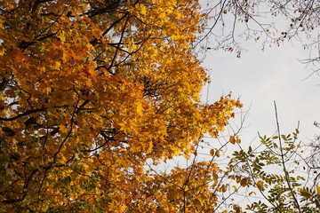 Yellowed foliage on autumn trees on a sunny clear day. Change of seasons. Calm time to summarize efforts and harvest. Solemn mood. Wilting nature. An abundance of warm colors. Fiery colors