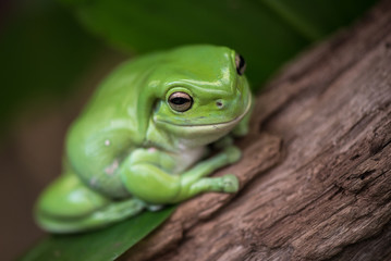 Australian green tree frog (Ranoidea caerulea) perched on log
