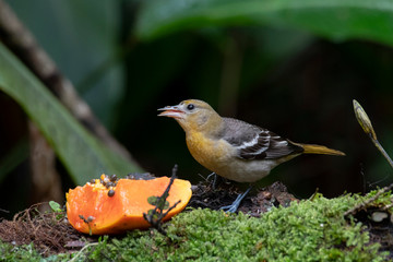 Baltimore oriole (Icterus galbula) Female