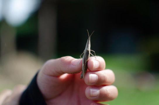 A hand catching a Oriental longheaded locust (Acrida cinerea)