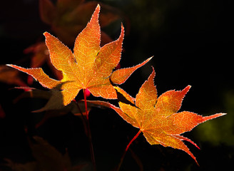 Two colorful leaves against black 
