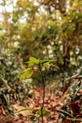 Serra da Uruburetama