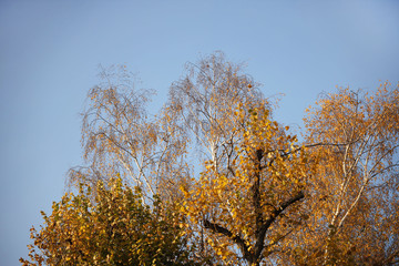 Fototapeta premium Yellowed foliage on autumn trees on a sunny clear day. Change of seasons. Calm time to summarize efforts and harvest. Solemn mood. Wilting nature. An abundance of warm colors. Fiery colors