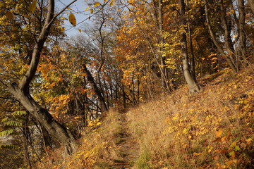 Yellowed foliage on autumn trees on a sunny clear day. Change of seasons. Calm time to summarize efforts and harvest. Solemn mood. Wilting nature. An abundance of warm colors. Fiery colors