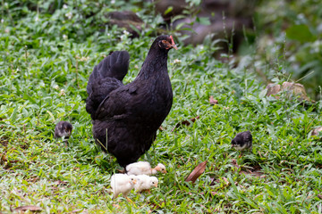 Black mother hen with several chicks on a meadow