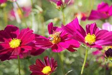 Obraz premium ミツバチ