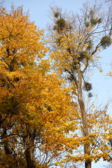 Yellowed foliage on autumn trees on a sunny clear day. Change of seasons. Calm time to summarize efforts and harvest. Solemn mood. Wilting nature. An abundance of warm colors. Fiery colors