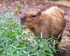 a capybara hiding in the bushes