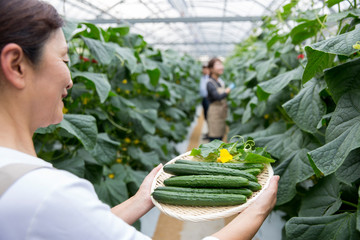 Obraz premium 収穫した胡瓜