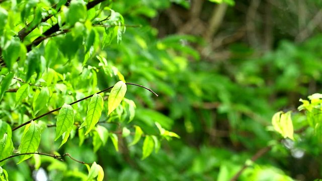 Moke or Wrightia religiosa leaves swing by wind and blur garden background