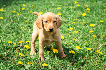 Little dog in the meadow with yellow dandelions in sunny weather_