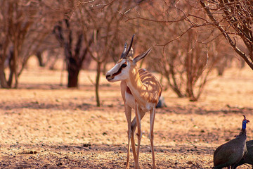 Wild african animals. Game drive safari in Namibia. Springbok close up a species of antelope at sunset light. Etosha National Park, Namibia.