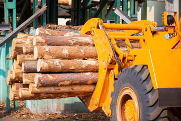 Wood processing industry. Loader with logs. Industrial wood processing