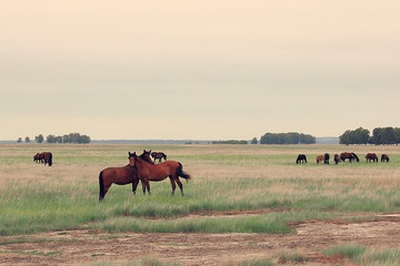 Horses cuddle in the field