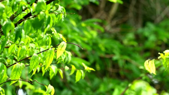 Moke or Wrightia religiosa leaves swing by wind and blur garden background1