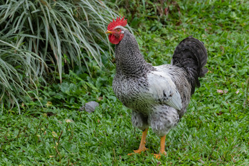 Beautiful barred Rooster walking on green grass