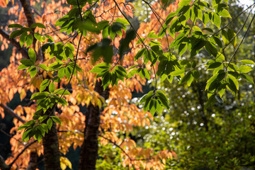 京都ぶらり、船岡山で秋の透明感