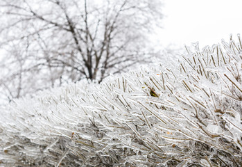 Toronto, Canada, frozen plants after the freezing-rain storm of December 2013