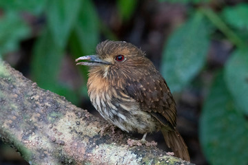 White-whiskered Puffbird (Malacoptila panamensis)