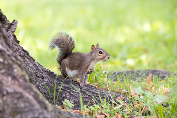 Naklejka na ściany i meble Alert grey squirrel poised with bushy tail raised