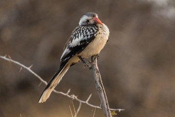 Northern Red-billed Hornbill in Etosha, Namibia