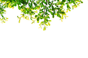 green leaves isolated white background with clipping path. nature frame for decoration design.