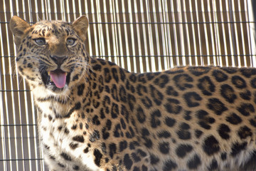旭山動物園　ヒョウ