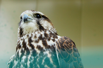 Cropped shot of falcon looking to the side over blurred background. Birds, wildlife  concept. 