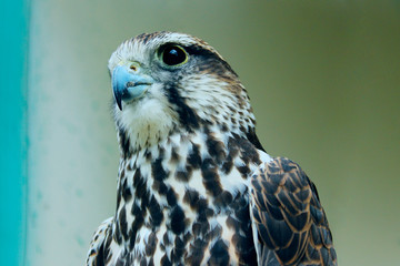 Cropped shot of falcon looking to the side over blurred background. Birds, wildlife  concept. 