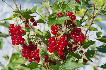 Red currant berries on the branches